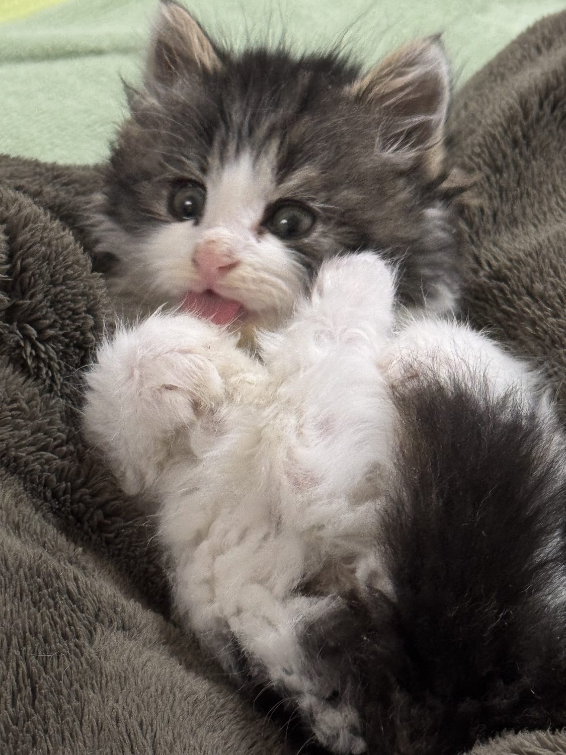 小猫近景照片
