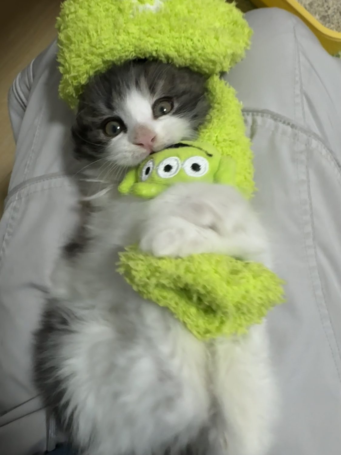 小猫抱玩偶照片
