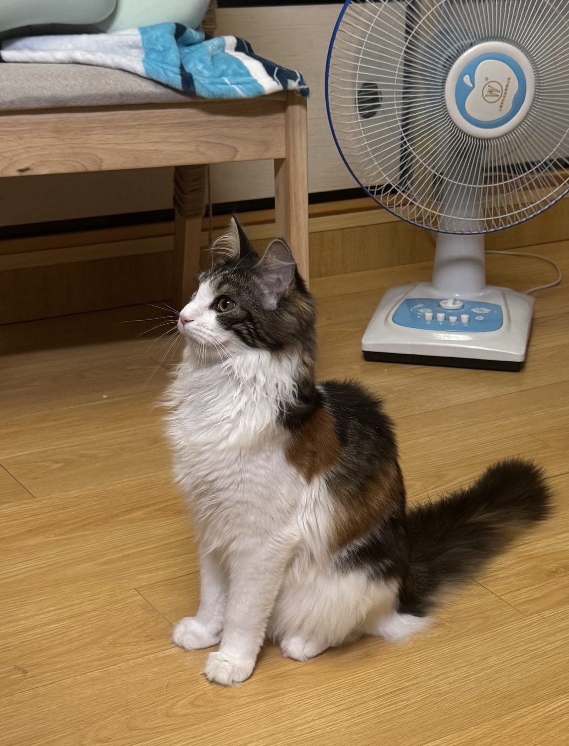 小猫坐着照片
