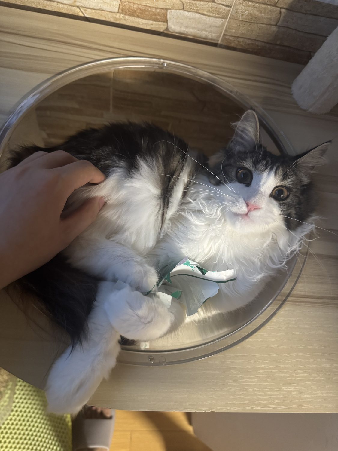 小猫仰躺照片