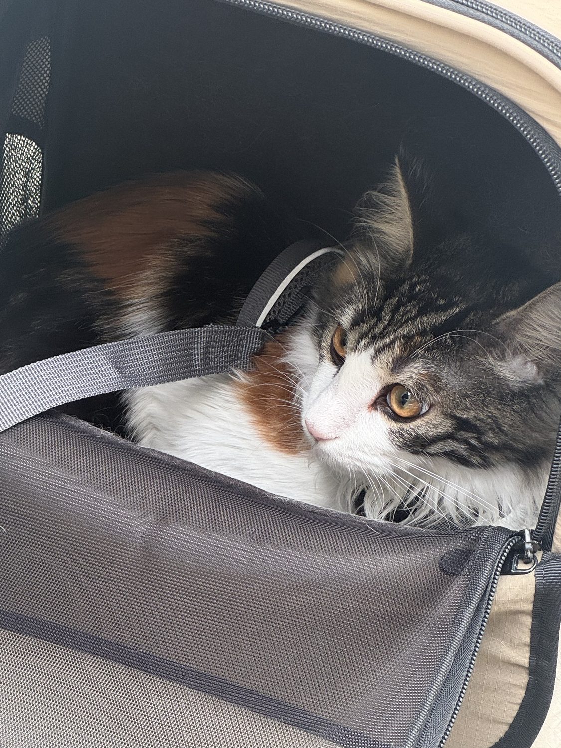 小猫在包里照片