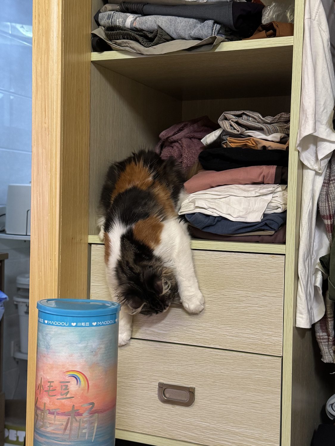 小猫钻衣柜照片