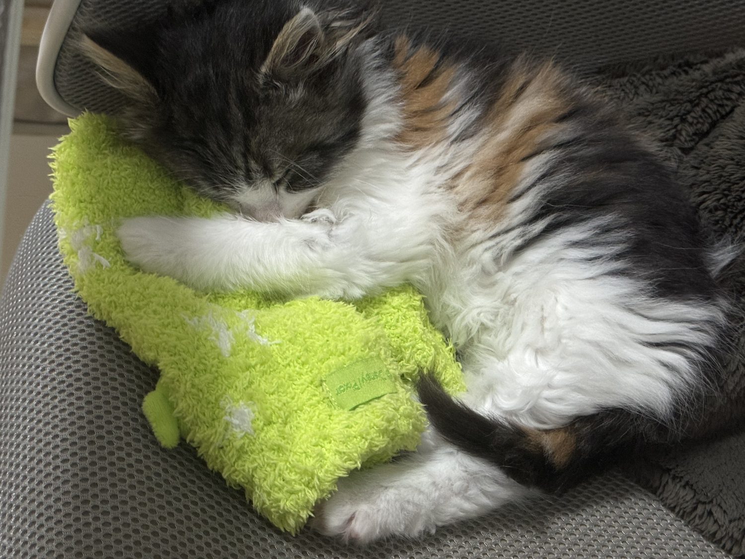小猫睡觉照片