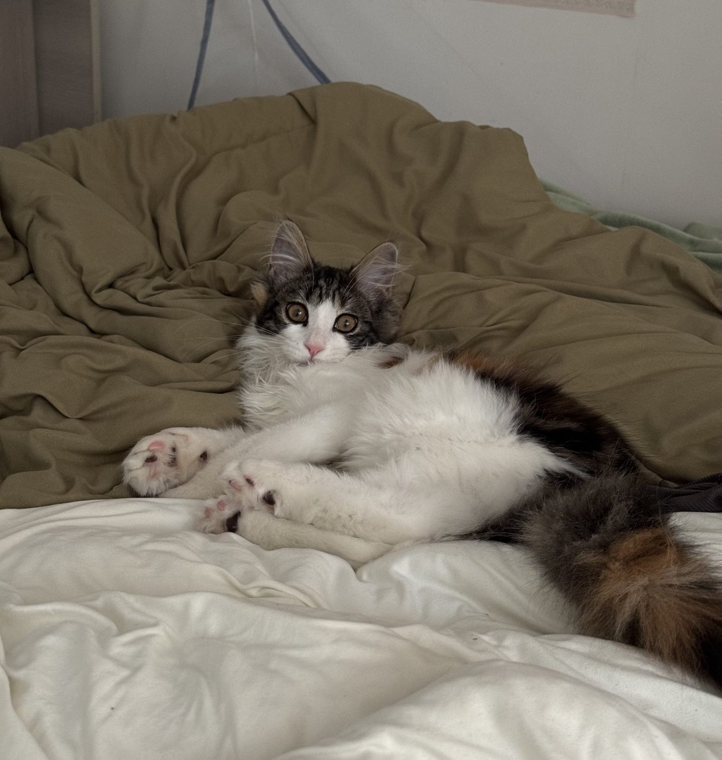 小猫躺床照片