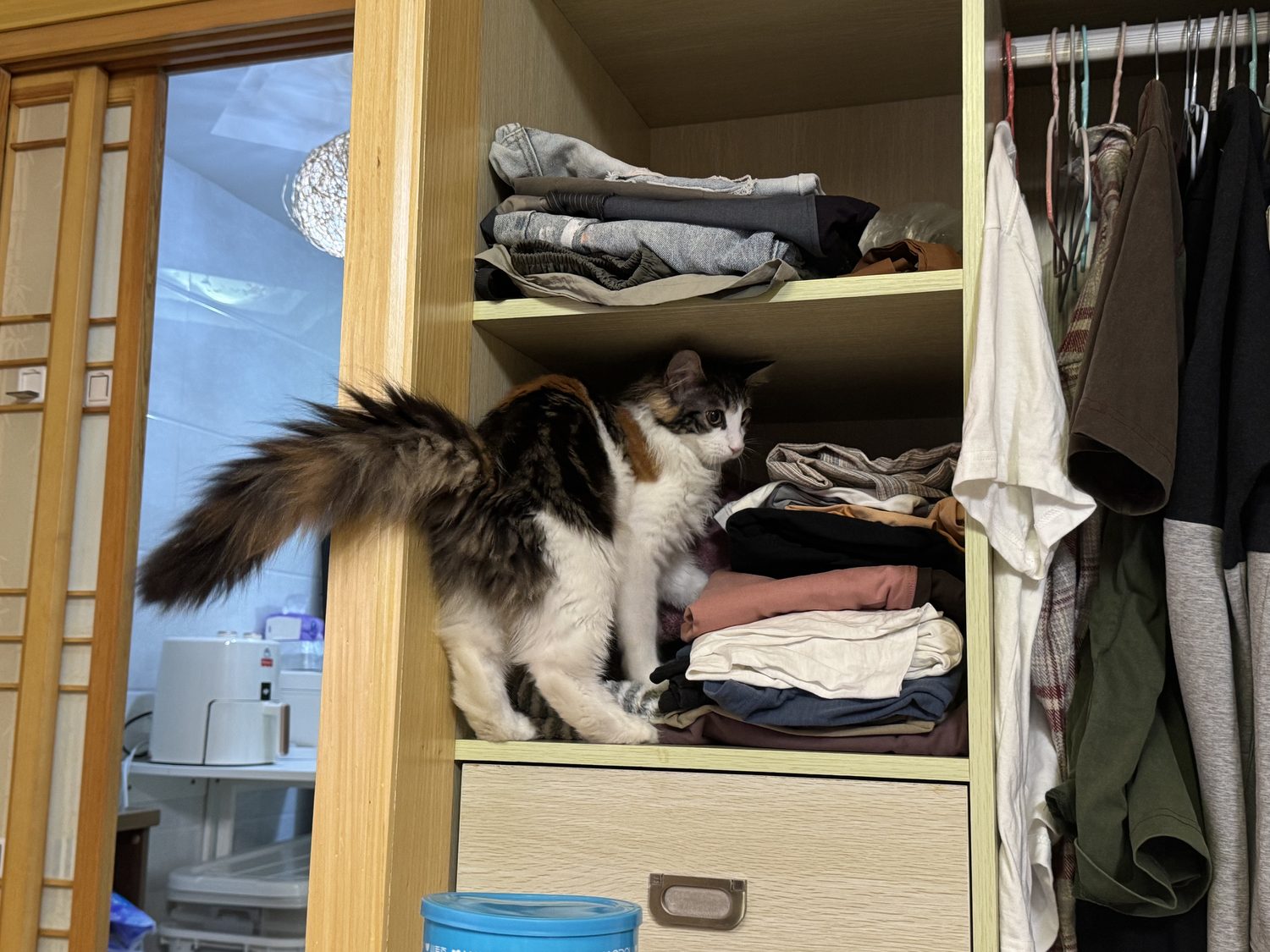 小猫在衣柜照片